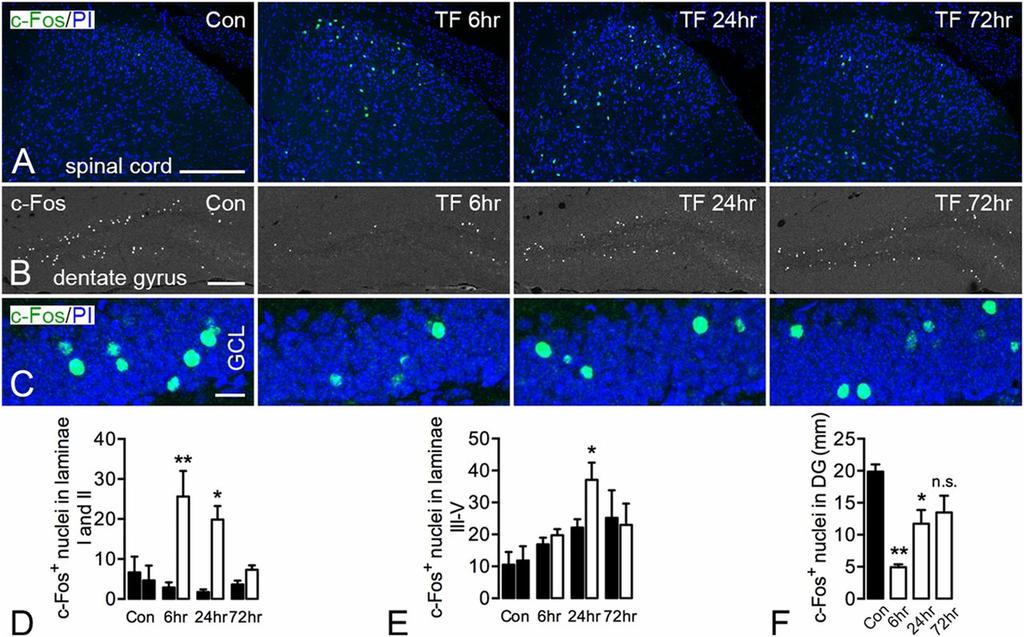 Modulation of c-fos expression in the spinal cord and hippocampal formation