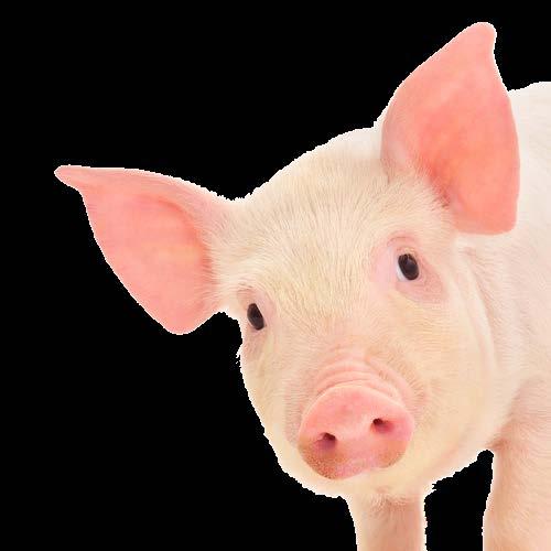 Swine Health Ontario Priorities 2 4 1 3 5 Prevent