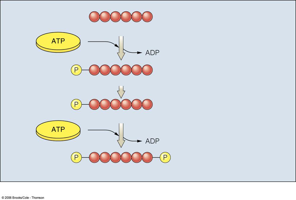 glucose ENERGY-REQUIRING STEPS OF GLYCOLYSIS: 2 ATP invested