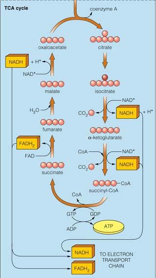 Function of the TCA cycle: Decarboxylation and production of
