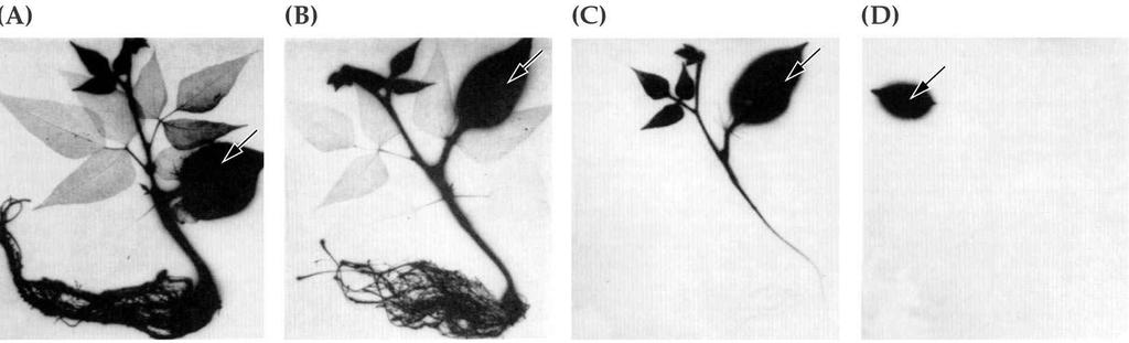 Developing and non-photosynthetic sink tissues depend on a supply of reduced carbon from the leaves.