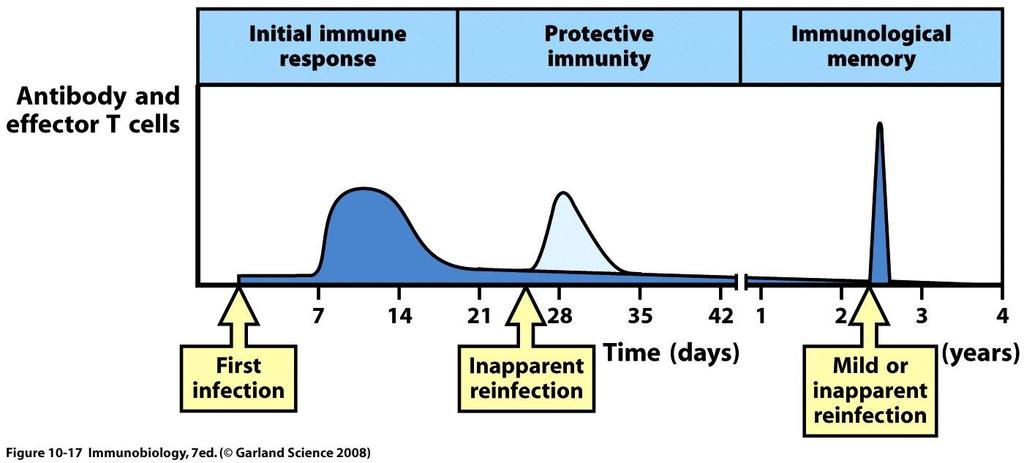 Maintenance of tolerance in infection Cell death