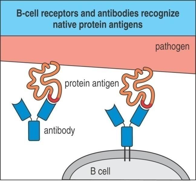 Self(Auto) antigen