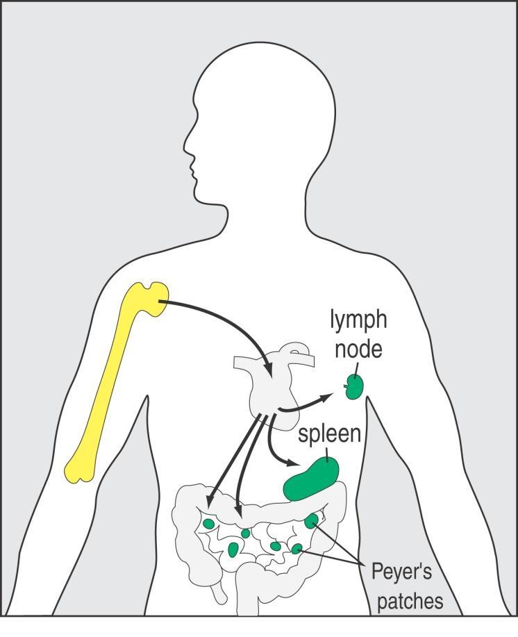 B Lymphocytes Development Central lymphoid organs Activation &