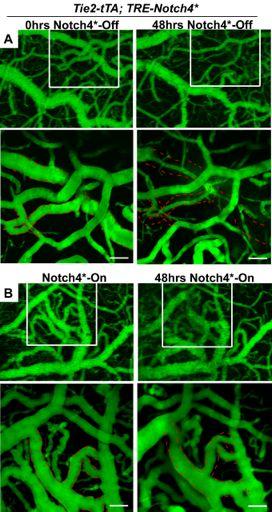 Figure S3. Specific regression of AV shunts after repression of Notch4* Two-photon timelapse imaging of cortical brain vessels through cranial window in Notch4* mutant mice.