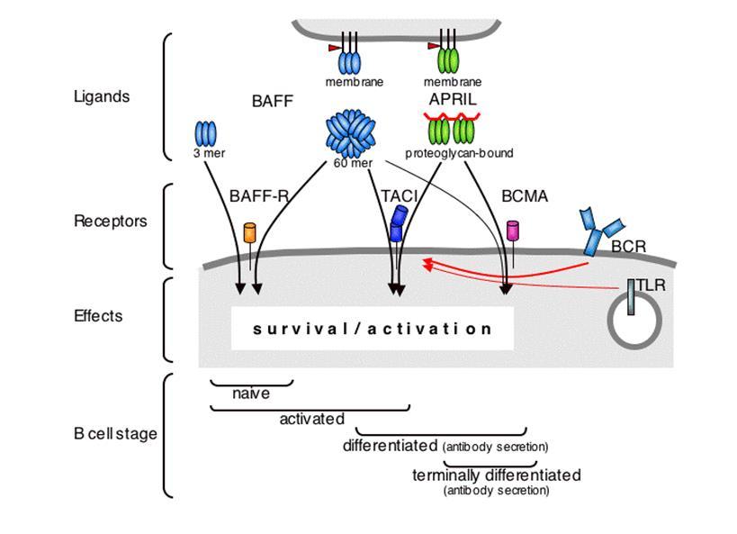 BAFF, also known as TALL-1, THANK, Bly S, ztnf4 and TNFSF13, and APRIL, also known as TRDL-1, are both linked to B-cell survival, Ig isotype switching, and B-cell antigen presentation (39-41).