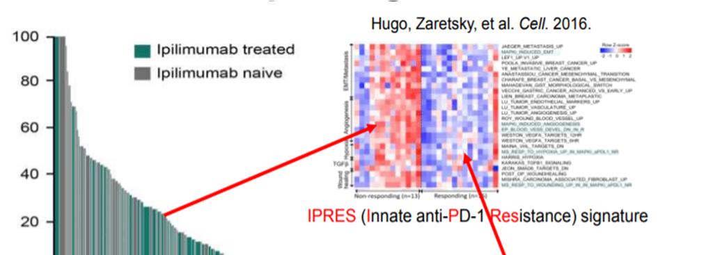 What differentiates Anti PD 1 responsive from