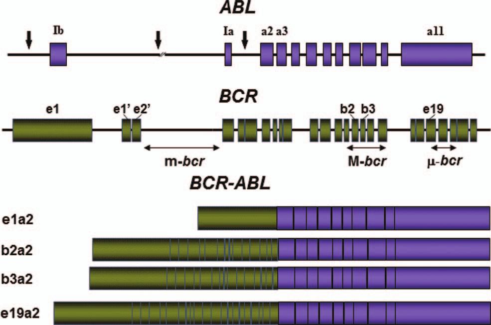 Figure 1. Location of the breakpoints in the ABL and BCR genes and structure of the chimeric mrnas derived from the various breaks. Adapted from Deininger et al. 41 considered standard of care.
