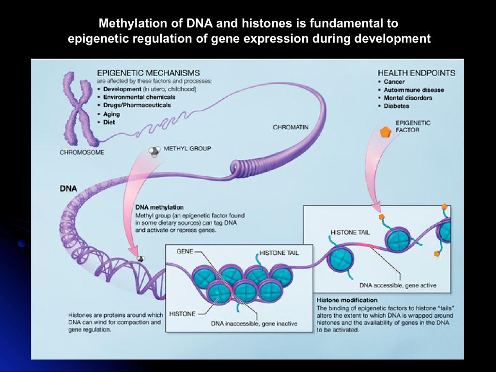 Methylation of DNA is the primary event in epigenetic regulation of