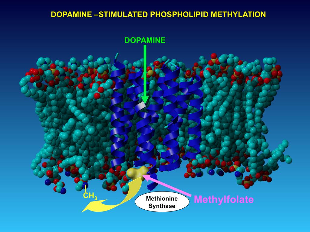 A specific methionine residue in the D4 dopamine receptor (yellow) is activated by ATP and then transfers its methyl group (i.e. carbon atom) to adjacent phospholipid molecules.