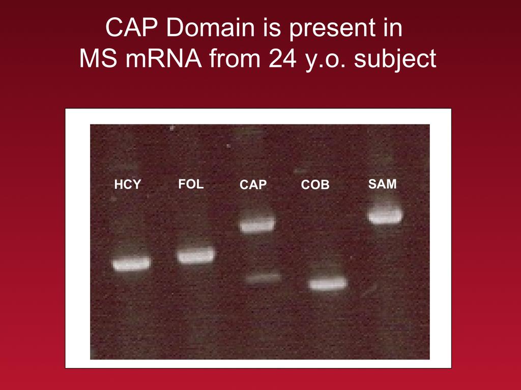 PCR analysis of methionine synthase mrna from postmortem human cortex