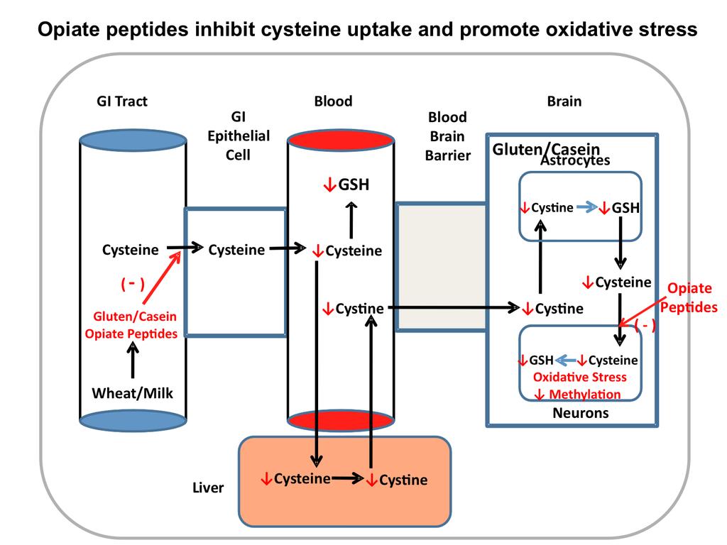 Opiate peptides can restrict whole-body availability of cysteine via their effects on EAAT3-mediated cysteine uptake in the distal ileum.
