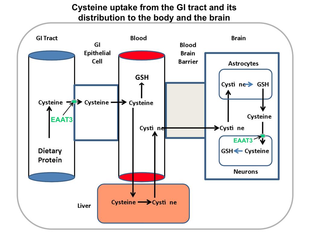 The body obtains cysteine via uptake from the GI tract, which involves the cysteine transporter known as EAAT3.
