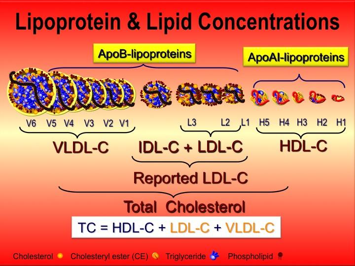 4 Something that is not typically measured, LDL-TG or HDL-TG would be the mass of TG trafficked within all of the LDLs or HDLs respectively per deciliter of plasma. What determines a given LDL-P?