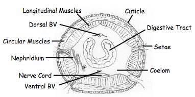 (C) Cross-section Many of the above described structures may also be found on a slide with the cross-section of the body of an eathworm (Figure 6). Figure 6: Cross-section of the body of an earthworm.