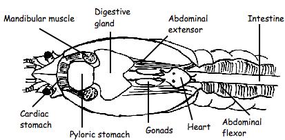 interference with observing other structures, study the circulatory system first. Remove the remaining gills on the left side of the body and carefully to expose the heart.