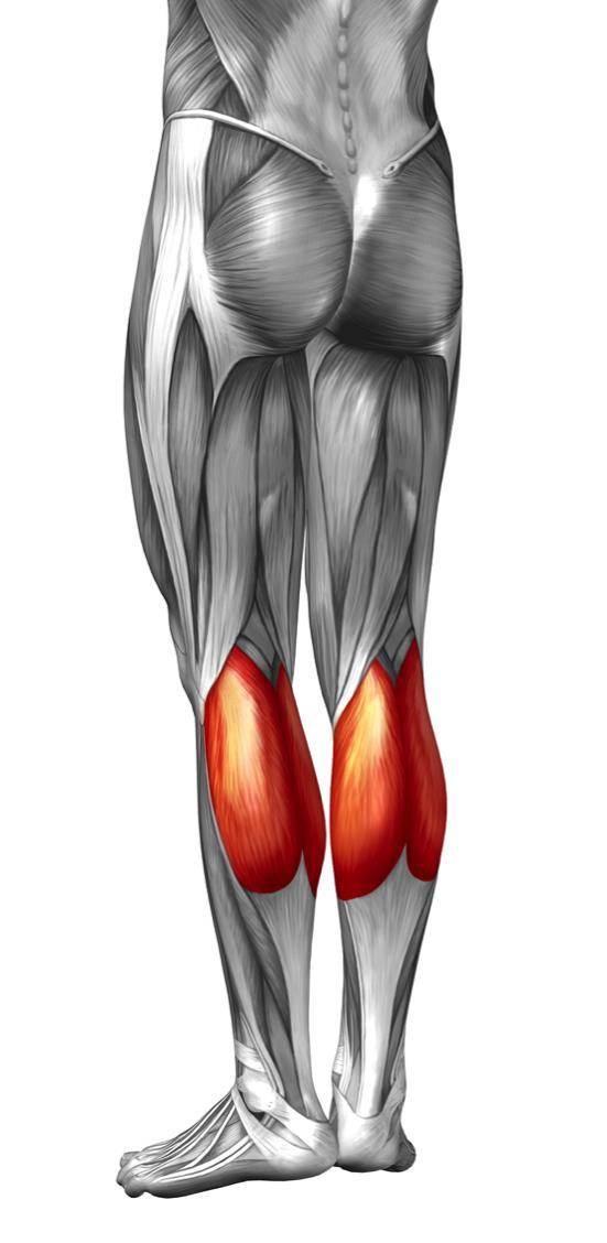 46. GASTROCNEMIUS Plantar flexes the foot and flexes the knee Origin: