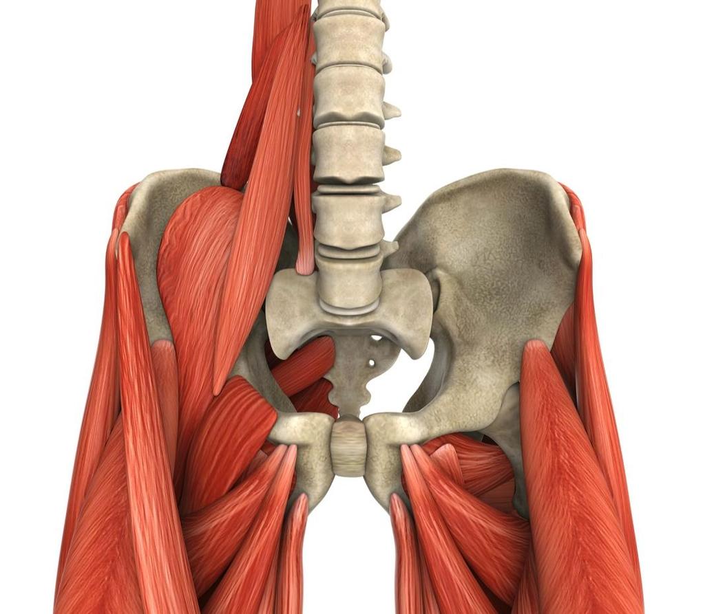 50. ADDUCTOR MUSCLES OF THE A group of muscles that adduct the hip Includes: adductor