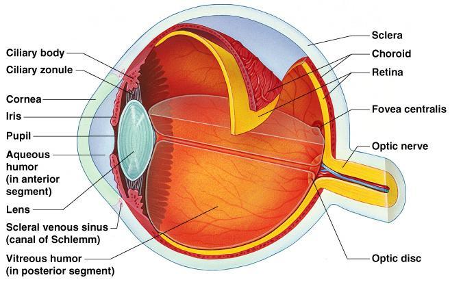 The eye is responsible for the detection of visual images. The detection of visual sensations occurs at the back of the eye on the retina.
