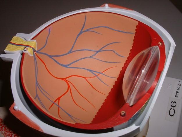 Sensory Tunic Ora serrata Optic disc Blind spot