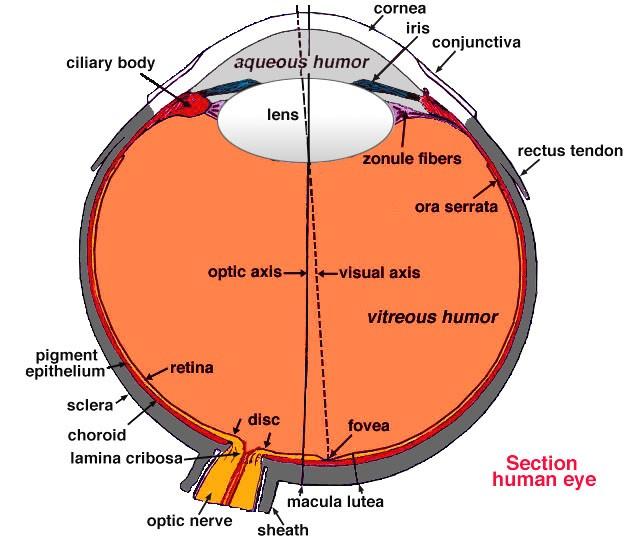 Ciliary muscles Relaxed: lens elongated and thin Distant objects Contracted: lens recoils and bulges in middle Near objects Pupil Two sets of smooth muscle fibers in iris change diameter of pupil