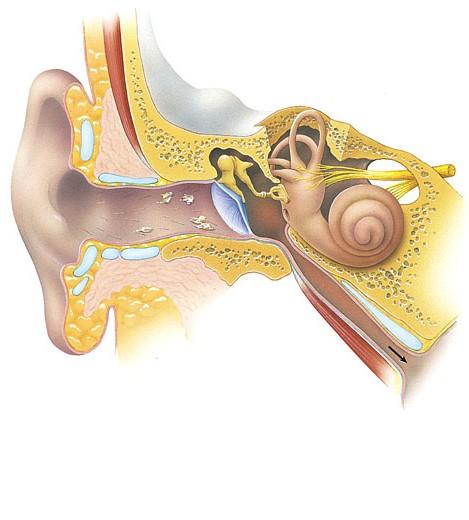 near to far 69 70 External ear Auricle (pinna) External auditory canal Tympanic membrane Middle ear Auditory oscicles