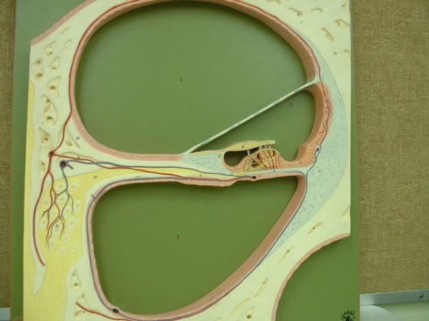 Cochlear duct 77 Scala vestibule Vestibular membrane Cochlear duct Spiral