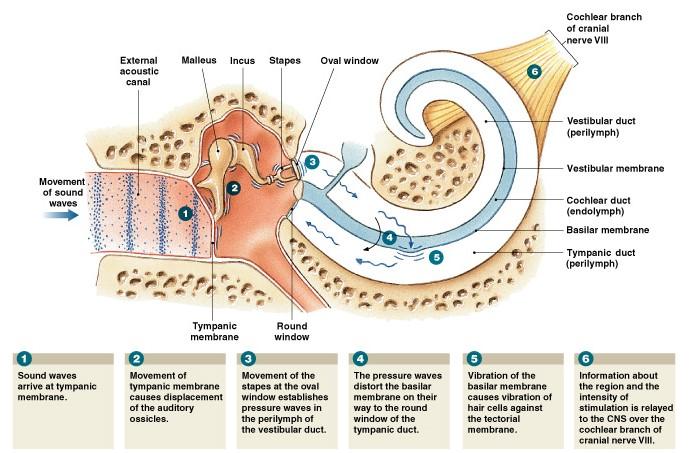 cells 86 Physiology of Hearing In order to hear Sound waves must reach hair cells in spiral organ of corti External auditory meatus, tympanic membrane, malleus, incus, stapes, oval window