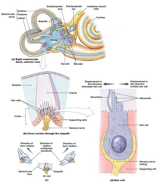 Physiology of Equilibrium Vibrations must reach equilibrium receptors Ampulla of semicircular canals Acceleration