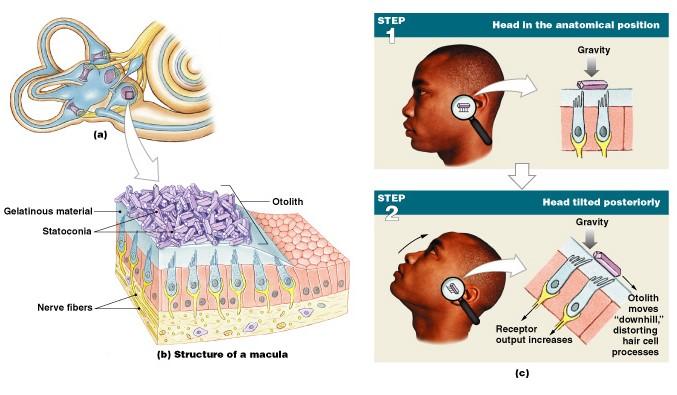cerebral cortex Information carried by vestibular branch of 8 th cranial nerve Cerebellum, midbrain, temporal lobes