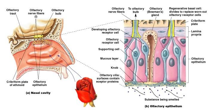 Nose Olfactory epithelium Olfactory receptor cells Bipolar neurons Olfactory hairs branches of dendrites Olfactory bulb Olfactory tract Uncus of cerebral cortex 101 102 Physiology of Olfaction In