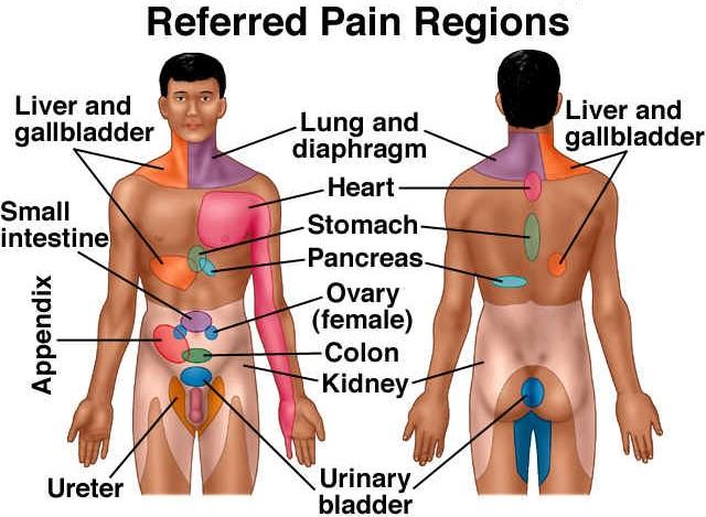 Nociceptors Fast pain (first) Modality Myelinated type A fibers Injections, deep cuts Often triggers somatic reflexes Slow pain (second) Type C fibers Burning, aching pain Information travels through
