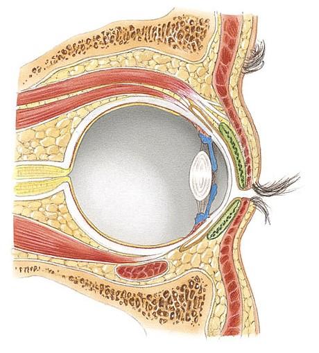 Vision External Anatomy Eyelids (palpebrae)