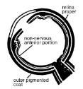 Medial rectus Lateral rectus Superior oblique
