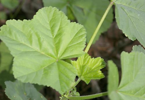Malvaceae (mallow family) Leaves Gen cauline, simple (compound) Gen palmately lobed & veined* Gen toothed