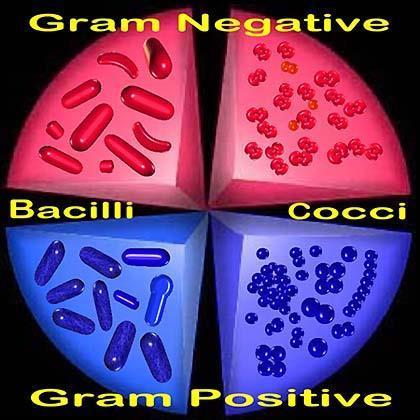 Gram negative: Diplococci