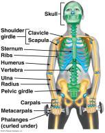 596-598 Movement of the skeleton requires coordination with the skeletal muscles. Muscles can only pull (contract) they can not push bones. Therefore they are always found in pairs. I.e. one to raise an arm up and one to lower it down.