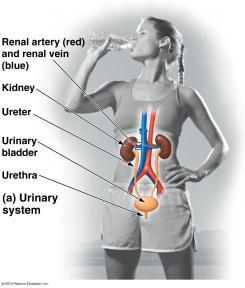 Excretory System - The blood also removes any excess water in cells or provides water to cells that don t have enough.