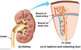 - Nephrons take most of the plasma and dissolved materials from the blood.