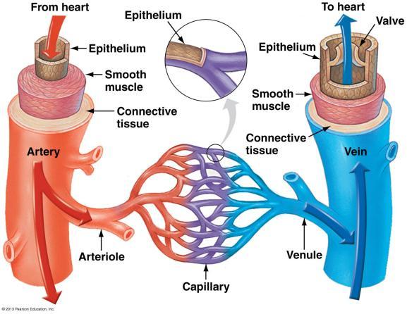 the heart. Generally this blood contains oxygen. Veins Carry blood towards the heart.