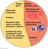 7 Circulatory System 10 Blood has four components: Red blood cells (rbc) Contain hemoglobin,