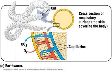 507-513 Gases are moved around the body by the circulatory system and exchanged with the environment by