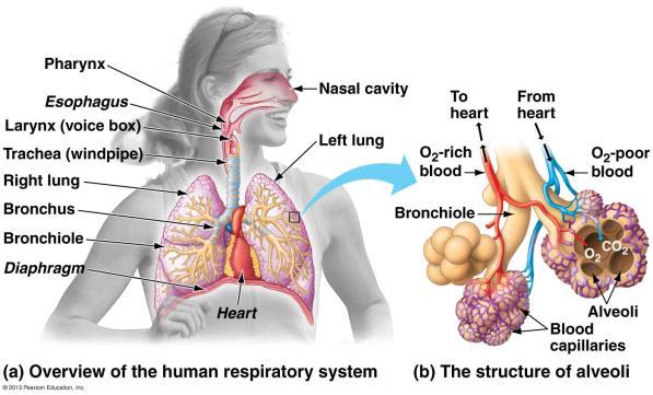 Respiratory System Fig. 23.19 Humans have two lungs in an air-tight chamber in the chest (thorax). Air enters through the mouth or nose, through the pharynx into the larynx into the trachea.