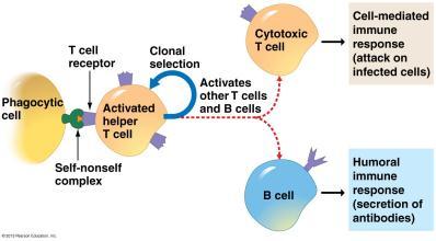 The Immune System B) Cell-Mediated Response - Helper T cells find and bind to antigens and activate Cytotoxic T cells. - The cytotoxic T cells look for cells with that specific antigen and kill it.