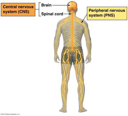Nervous System pp.576-577,581-582,587-593 Nervous system - Regulates control of bodily functions (homeostasis) using neurons.