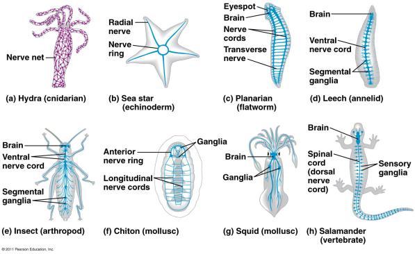 2. Peripheral nervous system (PNS) All other nerves. - Radially symmetrical animals have a nerve net that is spread throughout the animal. There is no brain.