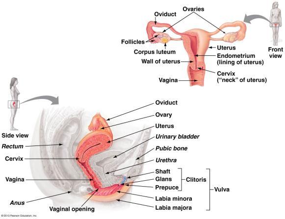 Reproductive System pp.552-558, Females have two ovaries which contain follicles which contain developing eggs.