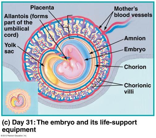 The endometrium and outside of the embryo form the placenta, the organ that exchanges materials between the mother and embryo.