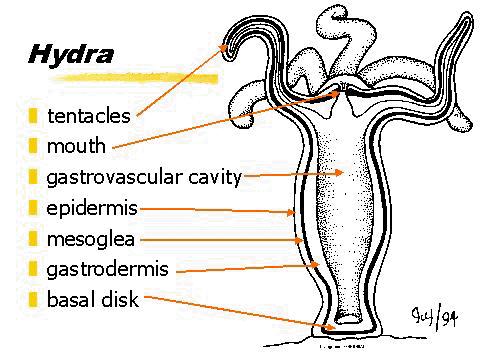 Cnidaria (hydra, anemone, jellyfish), simple animals, 2 cell layers &