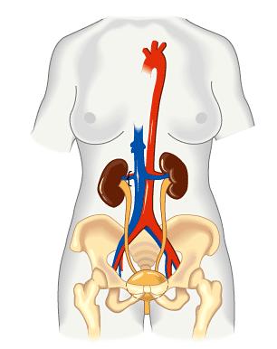The excretory system plays several major roles in homeostasis The excretory system expels wastes regulates water and salt balance Kidneys filter blood